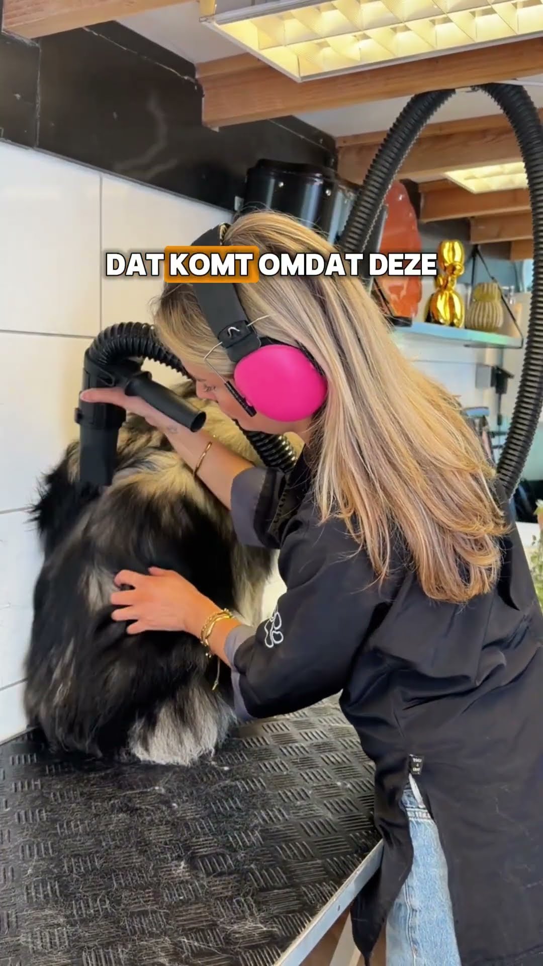 Trimster droogt een hond op de trimtafel met een waterblazer