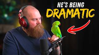 Parrot Reacts To Overdramatic Parrots Who Deserve an Oscar
Gday guys 🎥 today myself and Blue, my Indian Ringneck parrot react to overdramatic parrots. Blue can be very dramatic himself!
Did you enjoy this video and want to watch some more, if so check out this video here- https://www.youtube.com/watch?v=0-keg8ATmnQ&list=PL2sCAzZdAF90WSCkCuFrL2yBcAiSVjeo8&pp=sAgC
Want even more content check out these links-
🤩🤩Get exclusive/early access to our reactions on Patreon: https://www.patreon.com/PatrolNation
🔥🔥🔥Become a member of my channel. Show your support with a sub badge next to your name and gain access to exclusive channel emojis:
https://www.youtube.com/channel/UCink819f5y_fA8T70Dc_Y5A/join🔥🔥🔥
🎉 Support the Original!
We wouldn’t be here without the incredible creators we react to! Please check out the original content and support them directly:
Original Video: https://youtu.be/aFHFTDEY_rQ
🎥 Want More Reactions? Browse Our Content!
📂 Full Video Catalog → https://www.youtube.com/@PatrolNation/videos
🎧 Playlists → https://www.youtube.com/@PatrolNation/playlists
🎶🎶To Sponsor a song on YouTube you can use these links- https://streamlabs.com/patrolgaming/tip , https://www.paypal.com/donate/?business=ENN9T5YD34REU&no_recurring=0¤cy_code=AUD
Tiers for Music Reactions:
Free: Leave your suggestion in the comments and it will be added to our list for random selection.
$10: Guaranteed reaction within one week (per song- less than 10 mins)
$15: Guaranteed reaction within 24 hours.
(For other requests please let me know)
📬📬Want to send me something? You can send them here: PO BOX 5781, Brendale QLD 4500
For donations/ reaction requests via PayPal: https://www.paypal.com/donate/?business=ENN9T5YD34REU&no_recurring=0¤cy_code=AUD
If you would like to support me make quality content please check out my Patreon, link here: https://www.patreon.com/PatrolNation
❤️❤️Follow me on X: https://www.facebook.com/patrolnation ❤️❤️
💙💙Like me on Facebook: https://www.facebook.com/patrolnation 💙💙
💚💚Patrol Nation Discord: https://discord.gg/tKUjRmMnvr 💚💚
I do not own this content, content used under the fair use policy*
*Copyright Disclaimer
Under Section 107 of the Copyright Act 1976, allowance is made for fair use for purposes such as criticism, comment, news reporting, teaching, scholarship, and research. Fair use is a use permitted by copyright statute that might otherwise be infringing. Non-profit, educational or personal use tips the balance in favor of fair use. No copyright infringement intended. ALL RIGHTS BELONG TO THEIR RESPECTIVE OWNERS*
#birb #patrolnation #indianringneck #aussiereacts #reactionvideo Parrot Reacts To Overdramatic Parrots Who Deserve an Oscar