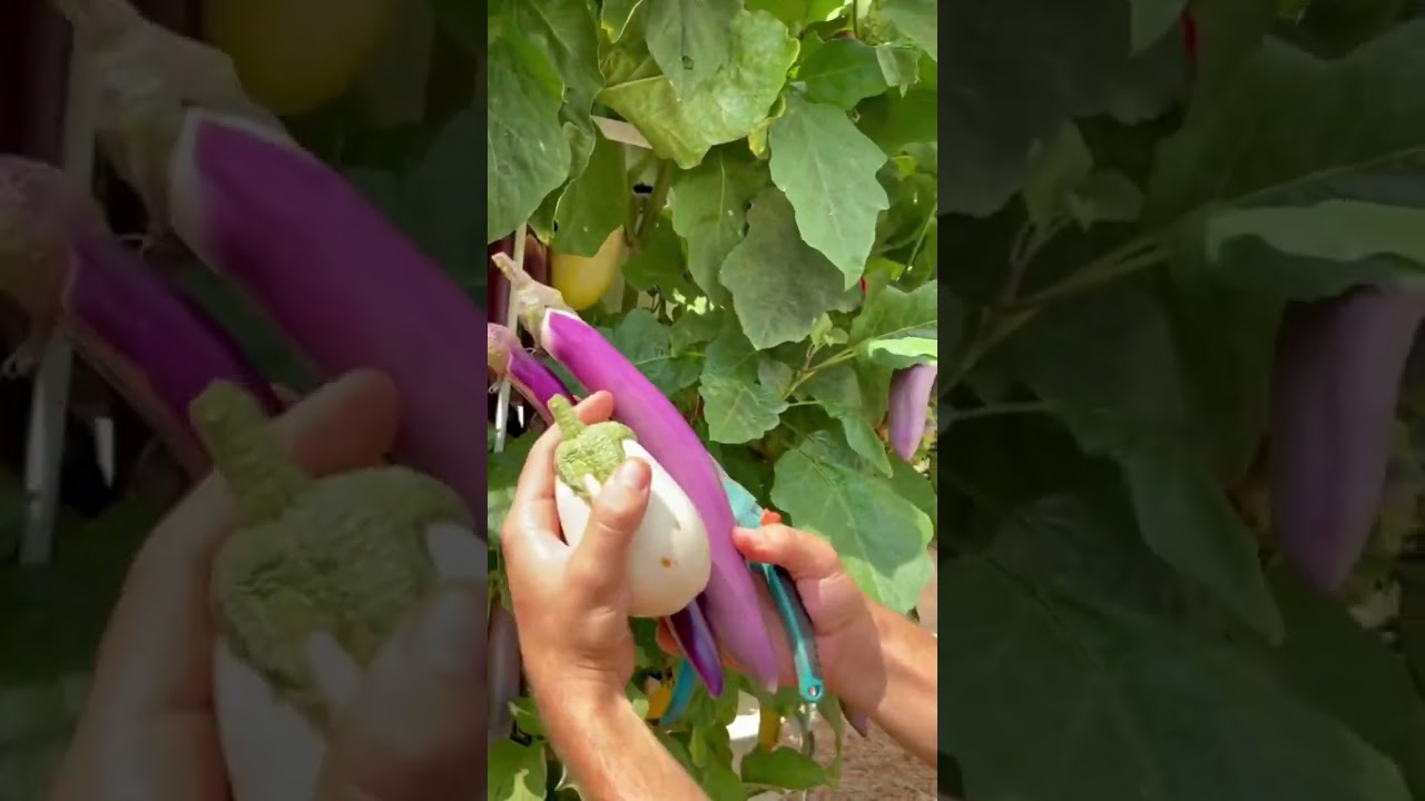 Different Eggplant Varieties