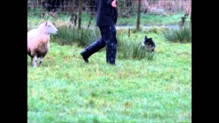 Kemi Taz 00322532 Female 6 Months Old For Sale....