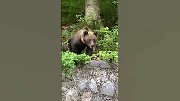 Bear Encounter Nature Wildlife Bears Forest Wildlifeencounters Dangerous Brownbears 