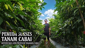 PEMUDA SUKSES TANAM CABAI MINIM PENYAKIT | METODE TANAM PROFESOR TANAMAN CABAI