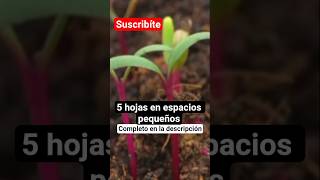 5 #hortalizas para espacios reducidos #espinacas #acelga #rucula #lechuga #aromaticas #caléndula