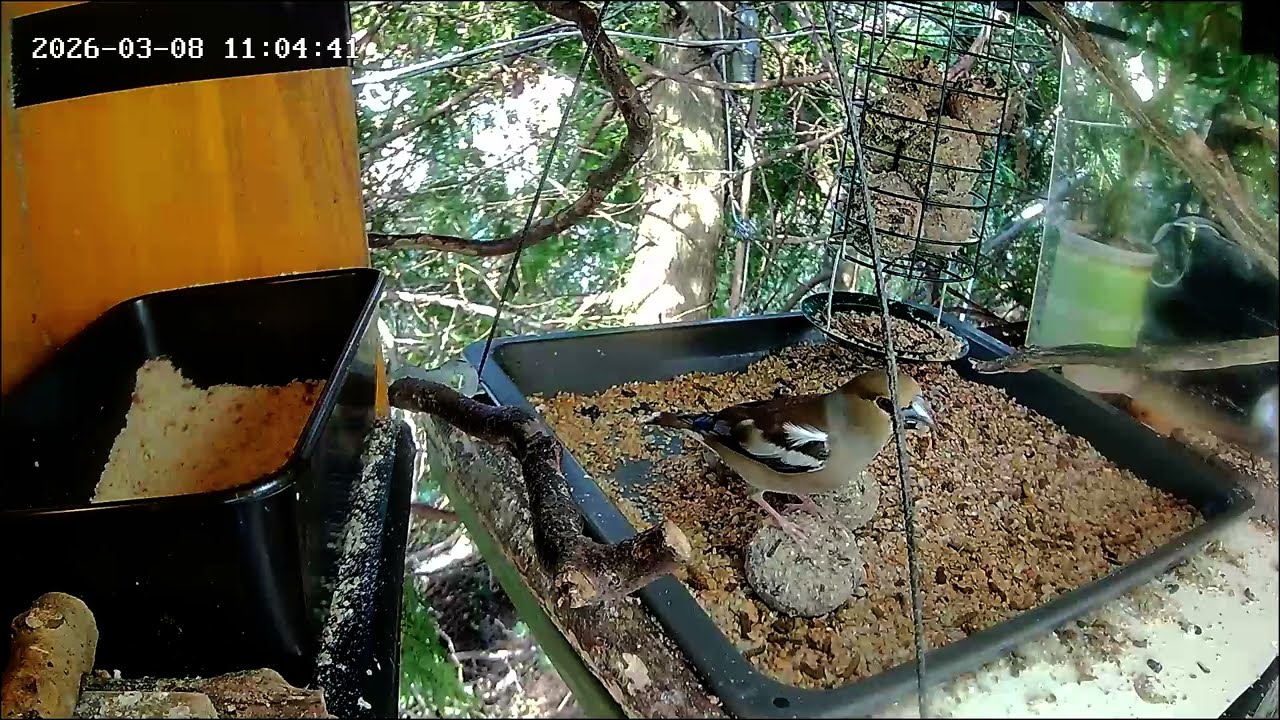 Später Vormittags ist die Nuss-Tanke sehr gut besucht (08.03.2026)