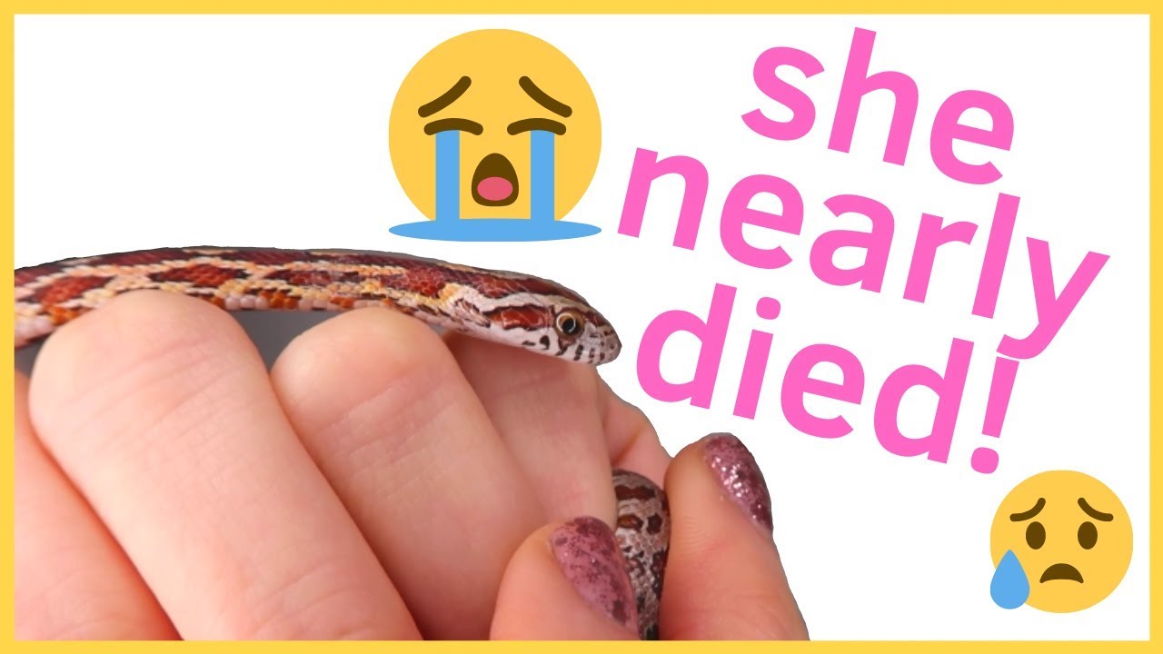 pet snakes and dogs MEET TINY! My Rescued Corn Snake's Story
