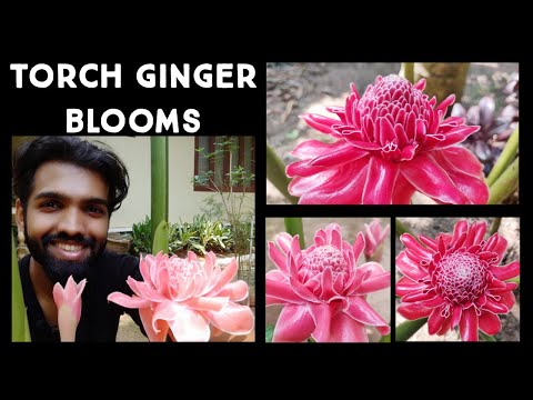 Video: Informácie o rastline Torch Ginger – Starostlivosť o rastliny Torch Ginger