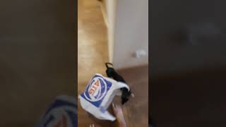 Той терьер прикол! Габби идет в АТБ! Смешная собака! Смешное, прикольное видео с животными! Той терьер прикол! Габби идет в АТБ! Смешная собака! Смешное, прикольное видео с животными!