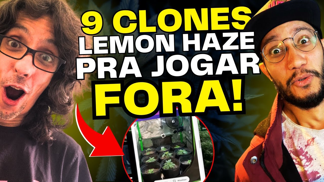 A Lendária LEMON HAZE: CLONAGEM Perfeita, 9 Plantas, Vaso 5 Litros: Sabor de Limão e Potência Máxima