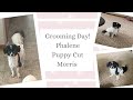Cat&#39;s Canines ~ Phalene Puppy cut ~ Morris&#39;s Summer Groom
