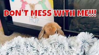 Angry Rabbit Thumped at Me by Bella & Blondie Bunny Rabbits 2,337 views 8 days ago 1 minute, 15 seconds