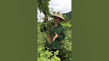 Cây cỏ xước và công dụng chữa bệnh