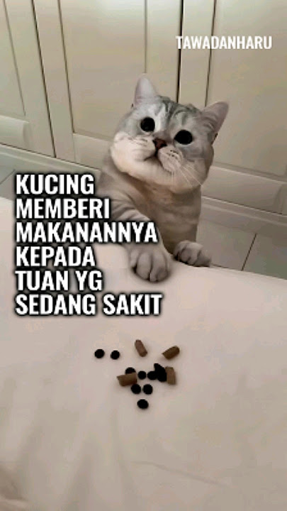 Kucing Unik Penuh Perhatian