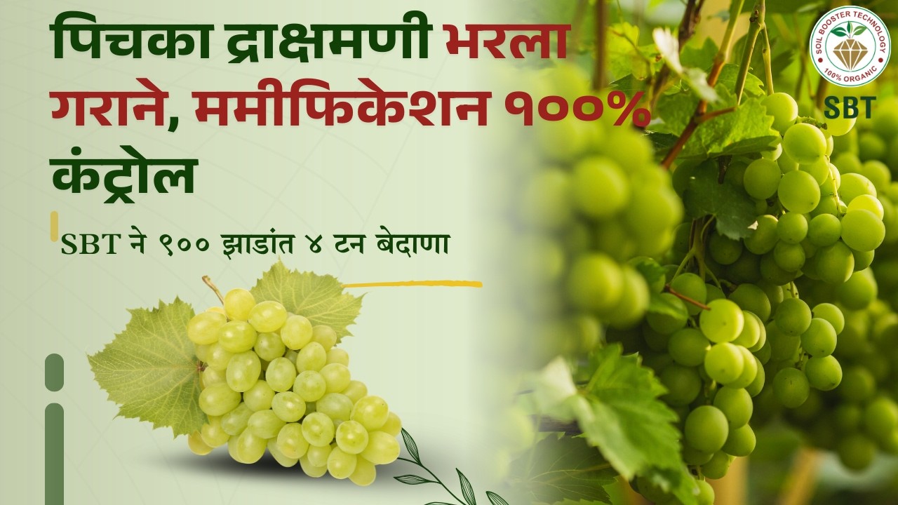 पिचका द्राक्षमणी भरला गराने,SBTने ९००झाडांत ४टन बेदाणा| ममीफिकेशन १००%कंट्रोल, शेतकऱ्याचा आनंद गगनात