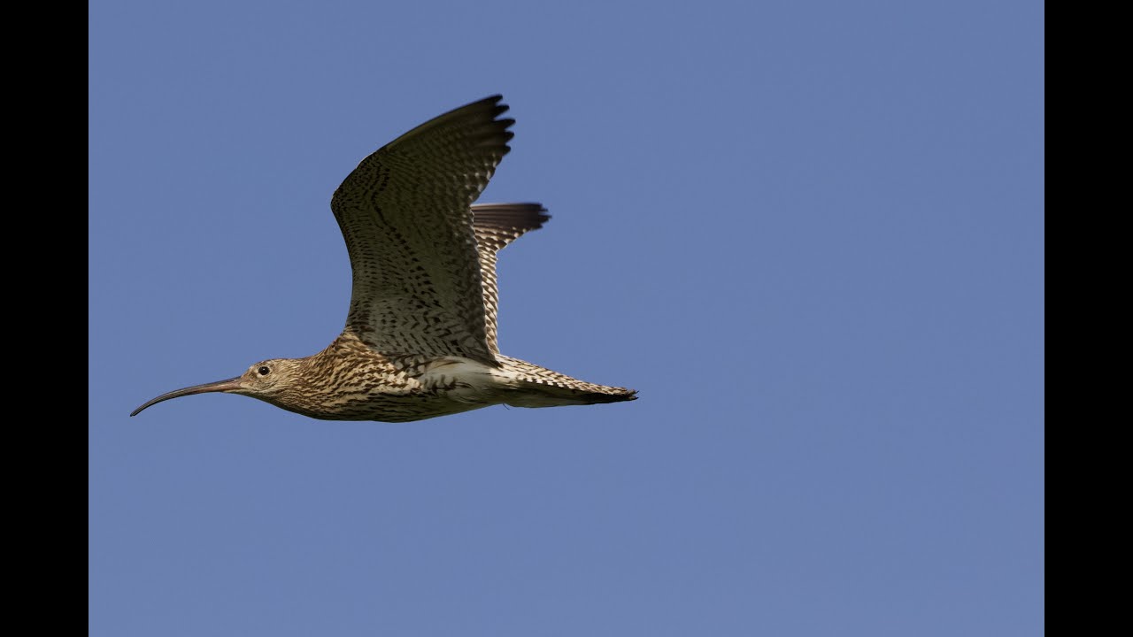 Wulp, Curlew, Numenius arquata   Strandlopers Scolopacidae