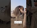 عود دواز صولا زينة عود دواز صولا زينة