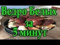 Тихая охота №5 За белым грибом с ФОНАРЁМ!!!! #Тихая Охота