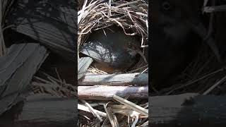 The cuckoo bird raise egg very high. How does a clever bird mother protect her eggs杜鹃鸟把鸟蛋举高高 #cuckoo