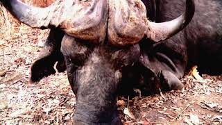 On the Edge of Danger-Hunting Africa’s Dangerous Game-DIIZCHE SAFARI ADVENTURES Clip