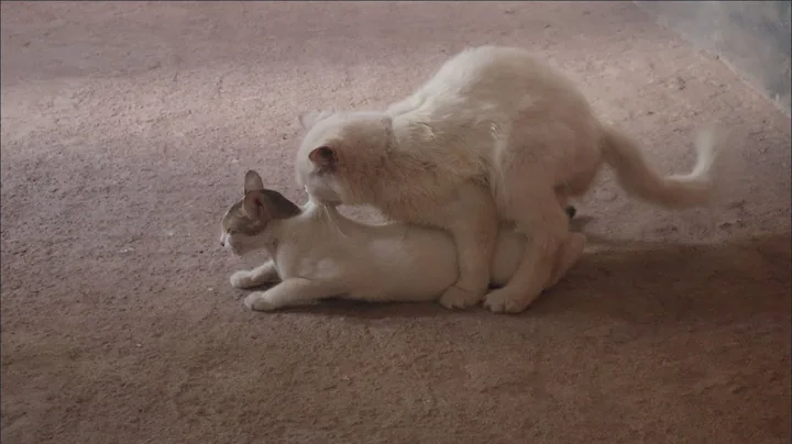 Watch the video about Persian Male Cat Mating with Local Breed Cat
