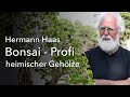 blaue stechfichte bonsai Blaufichte - Picea pungens maculata main image 0
