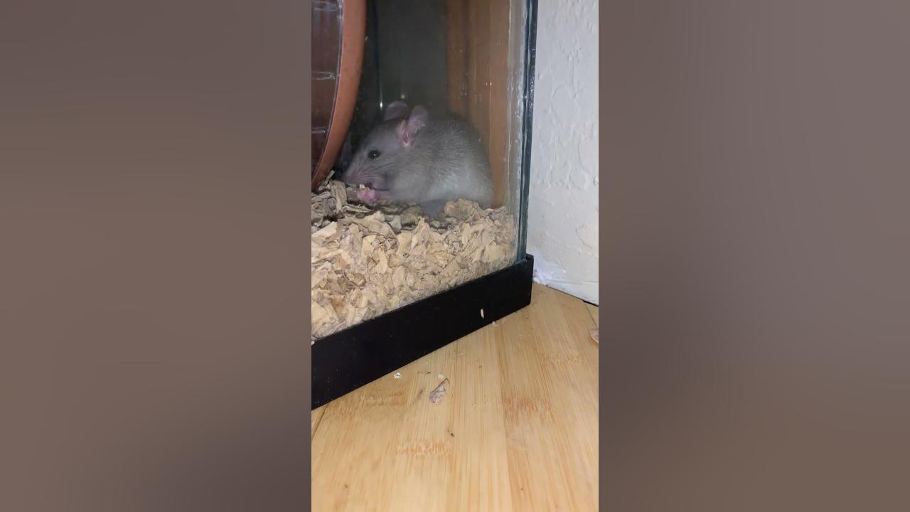 Adorable mouse eating an oat YouTube