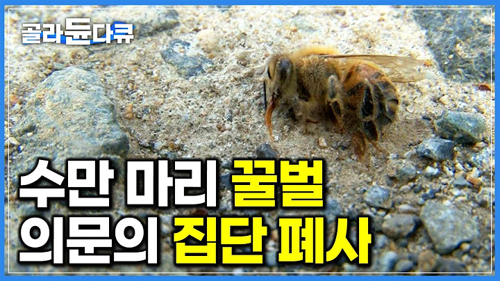 1년간 공들여 키운 300만 마리 꿀벌이 하나둘씩 죽어가기 시작했다｜양봉장에서 발생한 의문의 집단 폐사｜극한직업｜#골라듄다큐