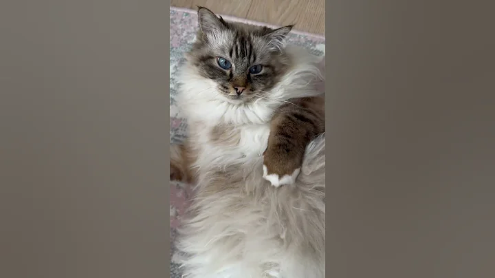 Watch the video about LYNX POINT BIRMAN 🐈 #shorts #furbaby