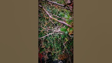 إِنَّ اللَّهَ وَمَلائِكَتَهُ يُصَلُّونَ عَلَى النَّبِيِّ #القرآن_الكريم #سورة_الاحزاب #رعد_الكردي