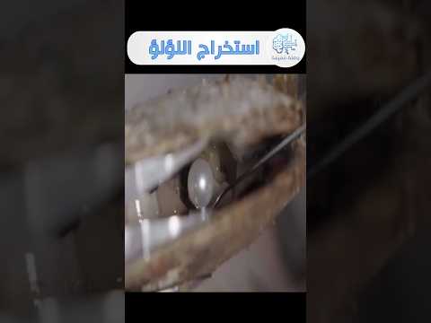 اكبر مزرعة بالعالم لانتاج اللؤلؤ وتربية المحار