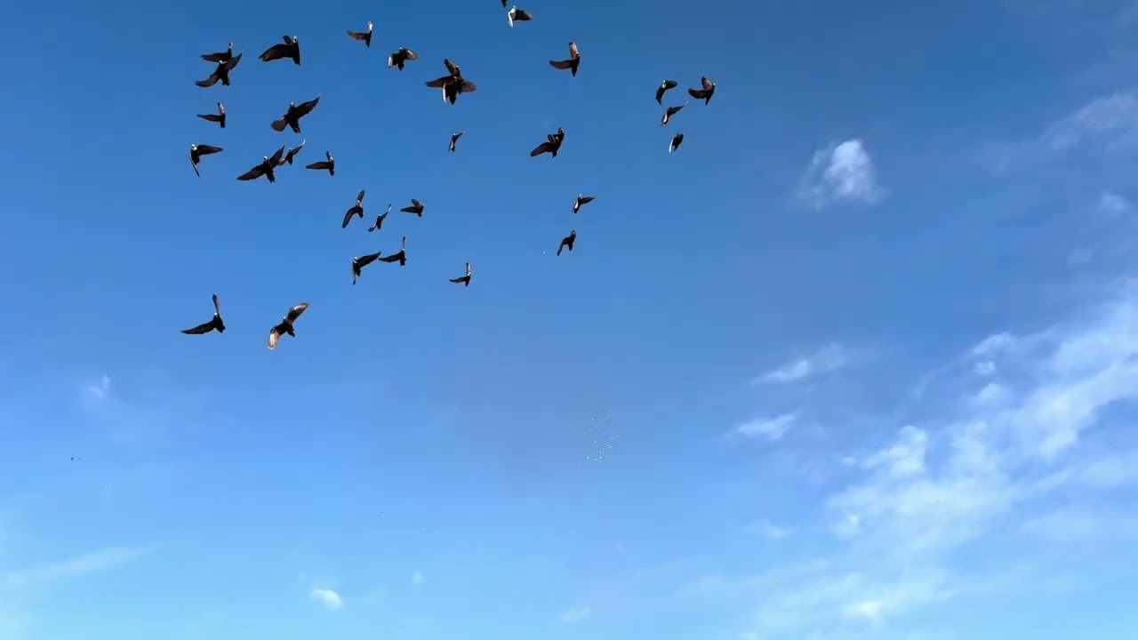 مطيار حمام محمد الراوي