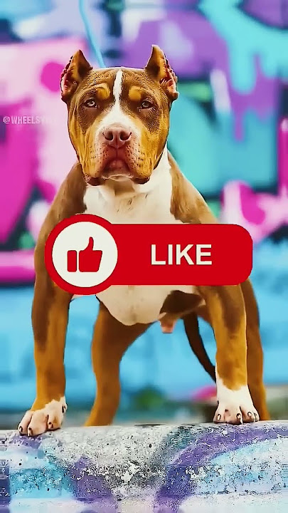 'Pitbull Vs Ninja H2R – Speed Ya Instinct? 🐕🏍️⚡ #ninjah2rbike #puppy