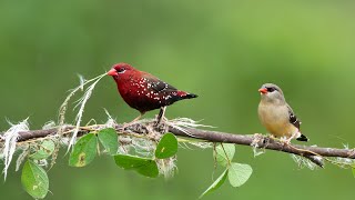 Red Munia 2023 | Red Munia | Strawberry Finch | Red avadavat |  Bird  Song |