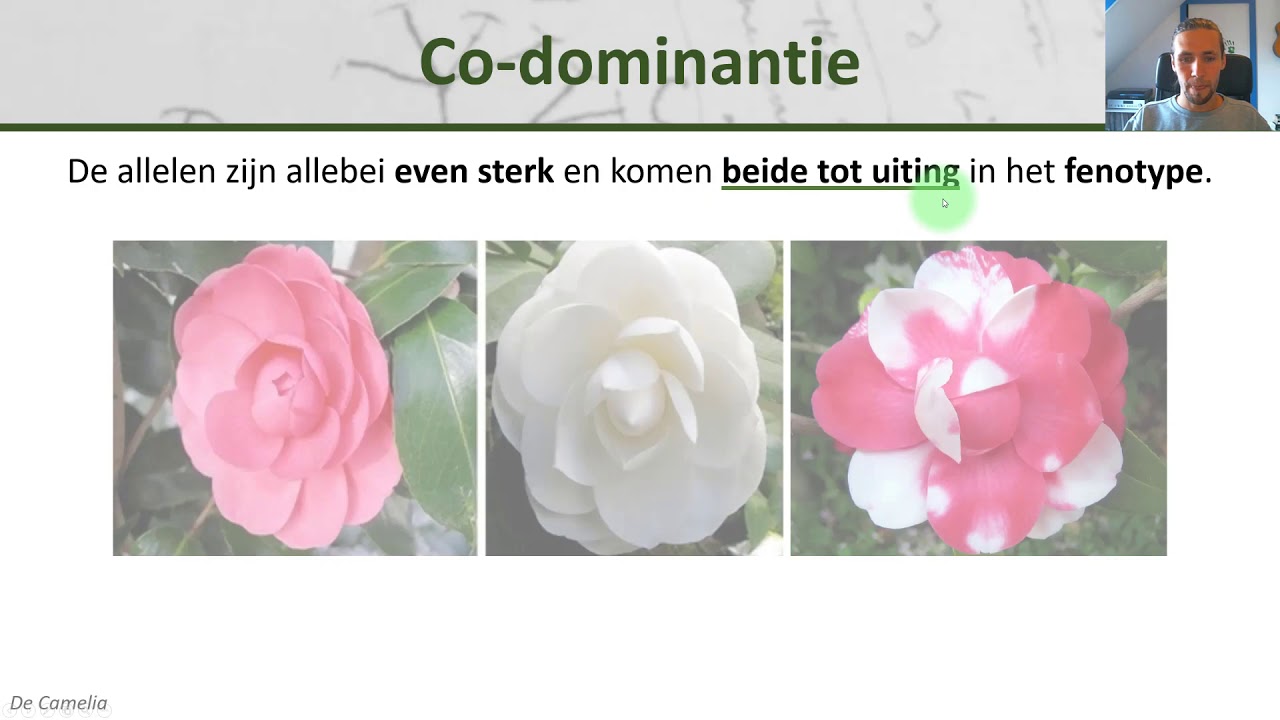 Bio - Intermediair en Co-dominant (+ bloedgroepen) - Erfelijkheid #3