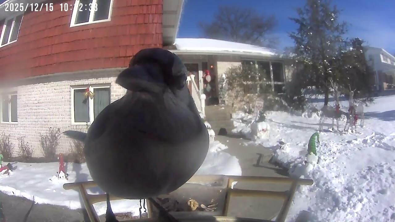 Daily Birdwatching - Netvue Birdfy Birdfeeder Cam - December 15, 2025