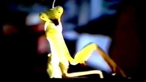 Cacophony - Year - 2009 - Praying Mantis &  A Bizarre Video