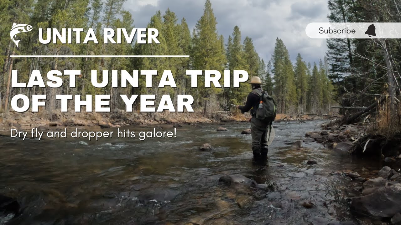 Utah Fly Fishing Last Trip to a Uinta River Had a BLAST! YouTube