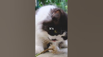 🐱 Catnip Effect: The Feline Euphoric Herb! 🌿