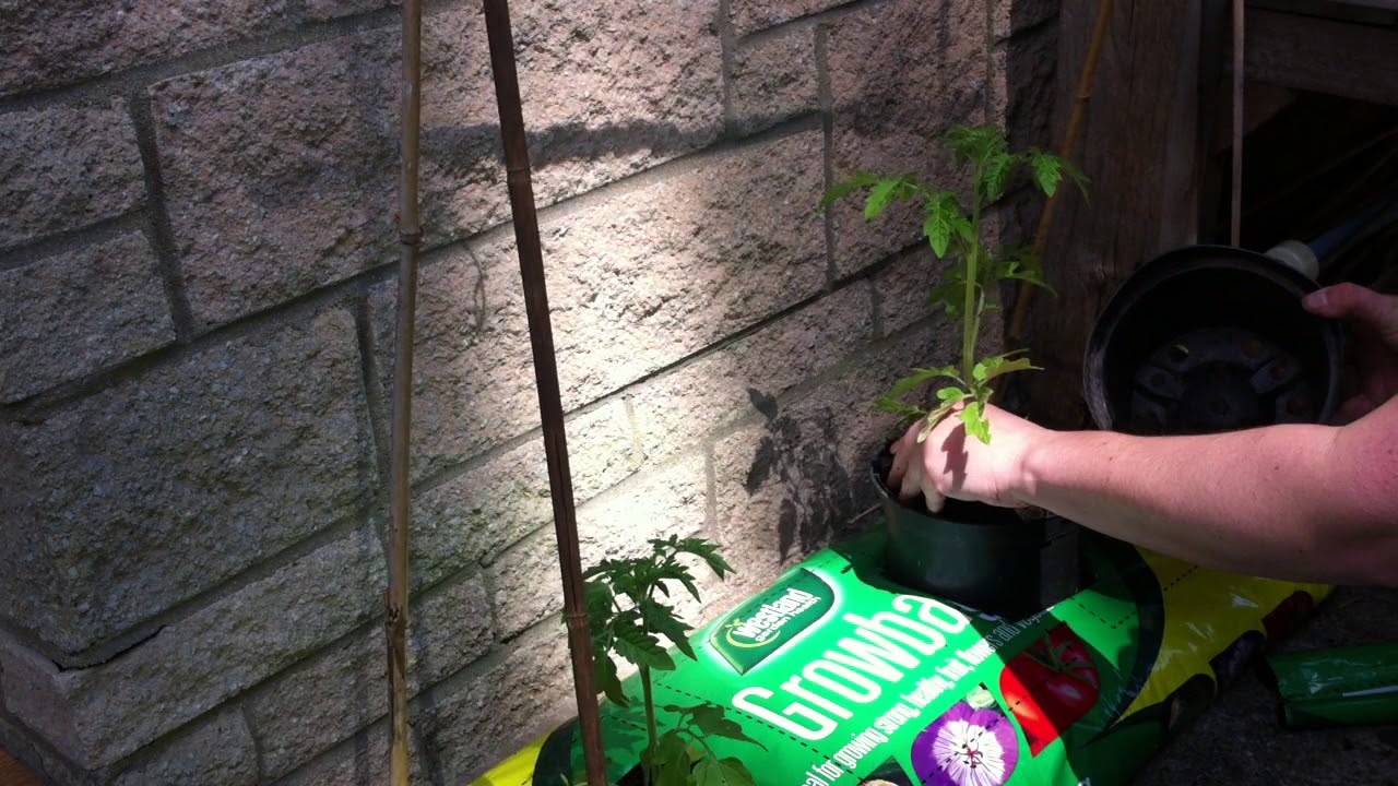 Using a collar for tomatoes in growbags YouTube
