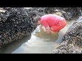 Pembrokeshire Wild Prawns and Sea Spaghetti beach feast with Craig Evans