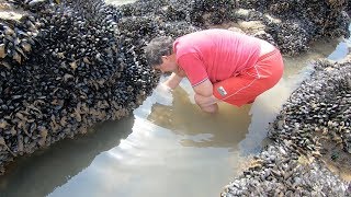 Pembrokeshire Wild Prawns and Sea Spaghetti beach feast with Craig Evans