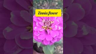 identification of flowers# Zinnia #gardening#knowledge#pleasesubscribe
