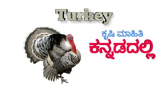 Turkey forming in Kannada | ಟರ್ಕಿ ಕೃಷಿ | turkey care in Kannada