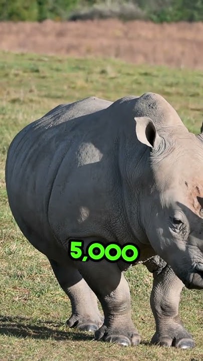 The 5 Largest Land Animals Of Africa animalkingdom rhino elephant the-5-largest-land-animals-of-africa-animalkingdom-rhino-elephant