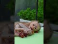 Adorable Little Monkey Moments,#short# babe #money# rose monkey# cute#