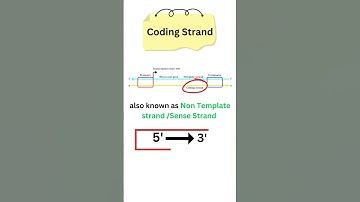 #Template v/s Coding Strand #quickrevision   #class12biology #2025boardexam