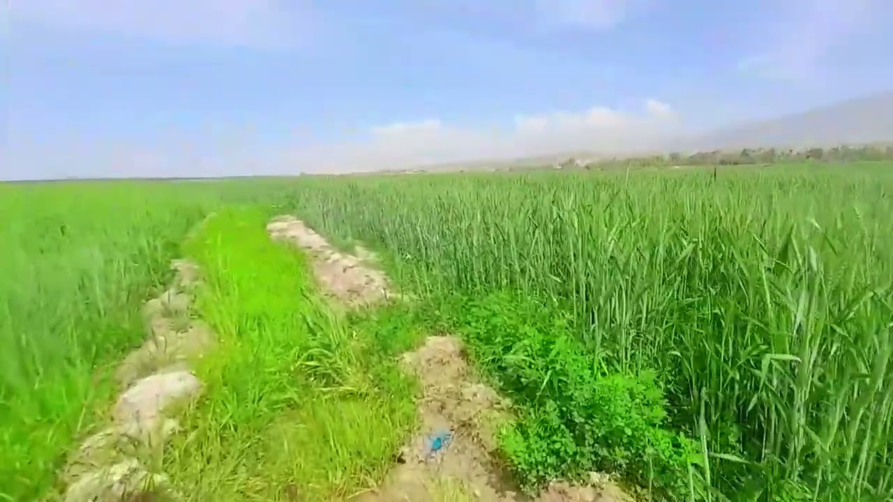 Do you have the same idea of ​​God's paradise?/let's see/iran