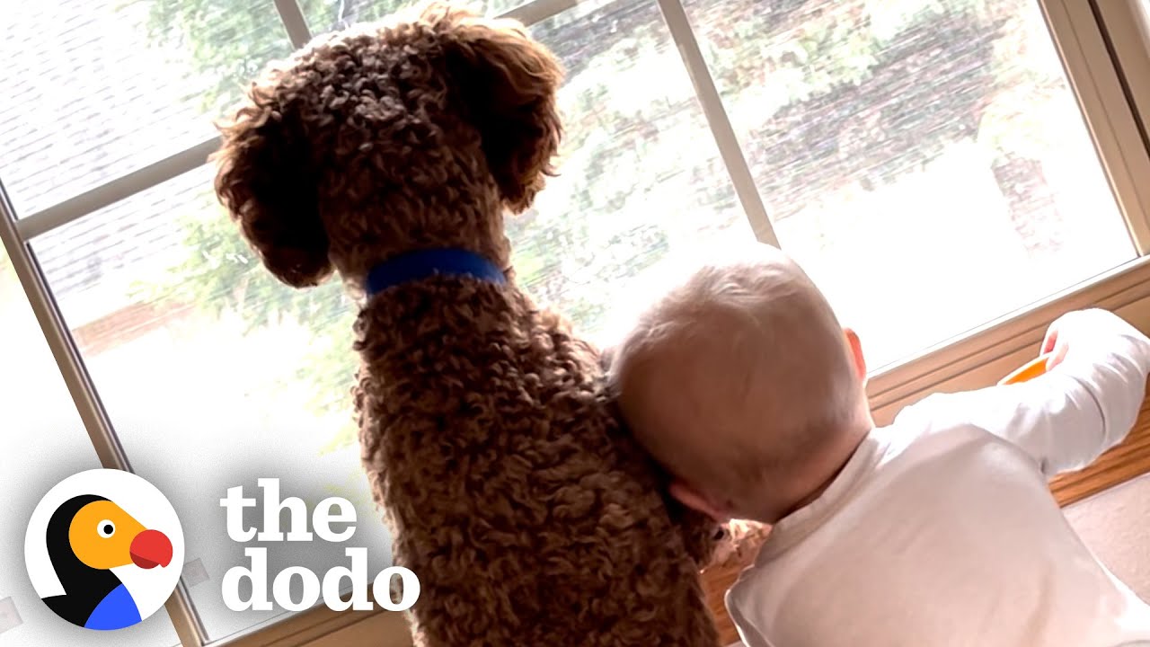 Family Brings Home A Puppy And A Baby At The Same Time | The Dodo