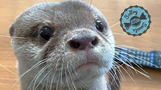 カワウソ コタロー　キラキラ瞳でおねだり！隣のご飯こねくり小僧　Kotaro the Otter Playing With Food Beside Me