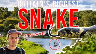 Britain's BIGGEST snake SWIMS, STINKS and PLAYS DEAD - I went to find one