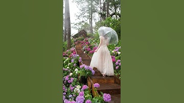 Bộ ảnh concept Hoa cẩm tú cầu miễn phí siêu đẹp